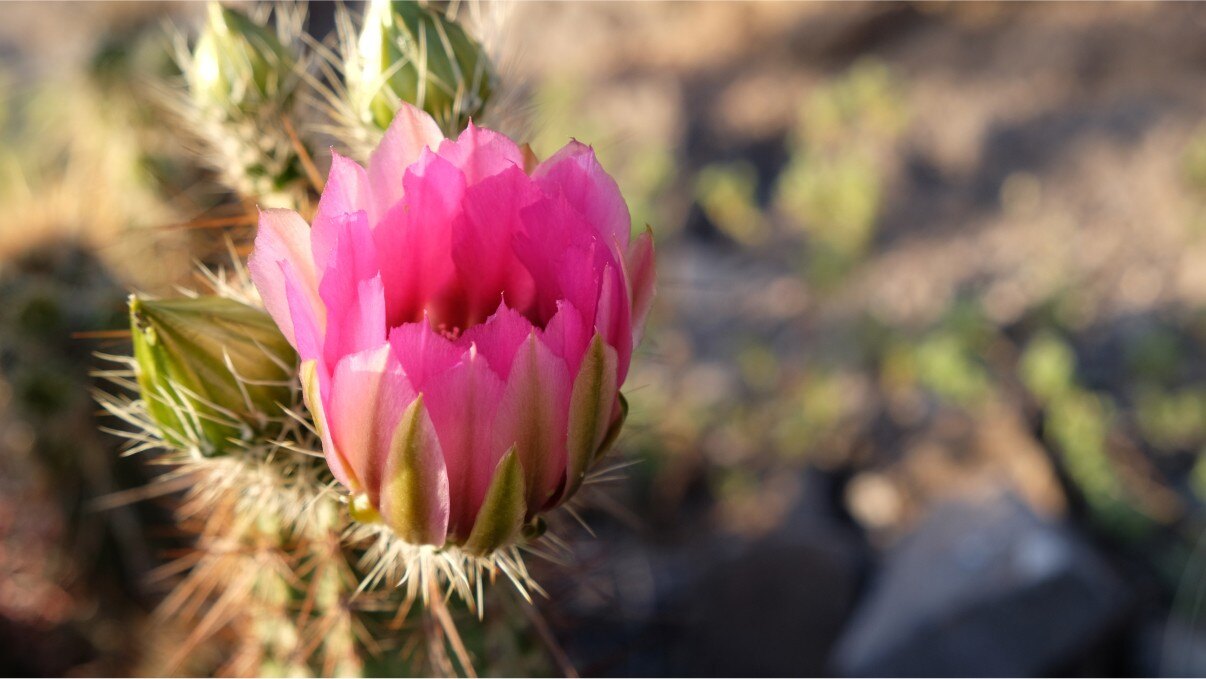 Pink cactus bloom opening with soft focus background